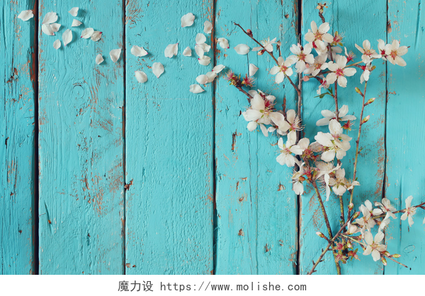 蓝色木板上的白色樱花仰视图春天白色的樱花树蓝色木制的桌子上的形象。老式的滤波的图像